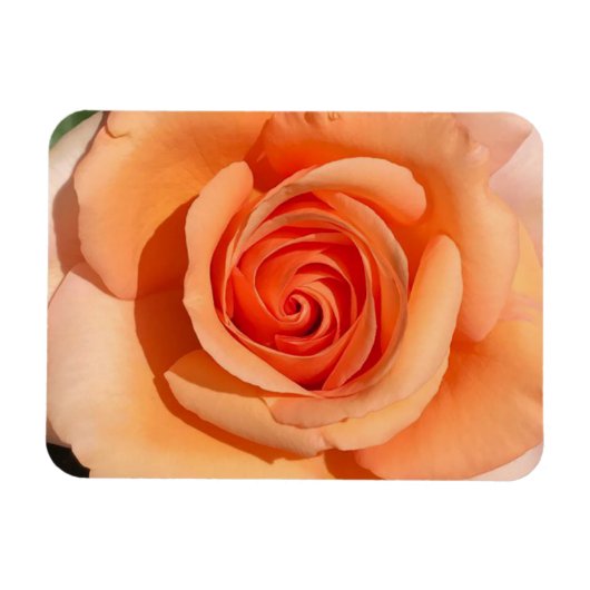 PerzikRoos Magneet (Horizontaal)