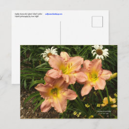 Perzikroze met gele keelbloemen overdag briefkaart