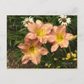 Perzikroze met gele keelbloemen overdag briefkaart (Voorkant)