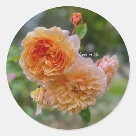 Perzikrozen ook ronde sticker (Voorkant)