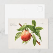 Perzikspek (Prunus Persica) Briefkaart (Voorkant / Achterkant)