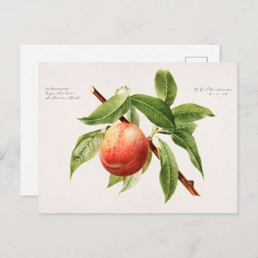 Perzikspek (Prunus Persica) Briefkaart (Voorkant / Achterkant)