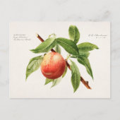 Perzikspek (Prunus Persica) Briefkaart (Voorkant)