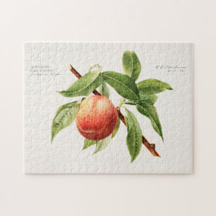Perzikspek (Prunus Persica) Legpuzzel