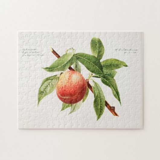 Perzikspek (Prunus Persica) Legpuzzel (Horizontaal)
