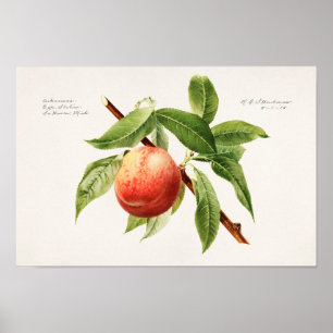 Perzikspek (Prunus Persica) Poster