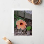  perziktuinbloem notitiekaartje (Voorkant / Achterkant in situ)