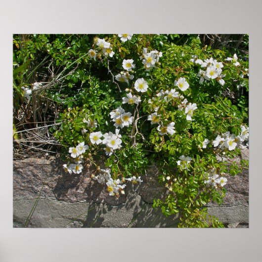 Perzikzijde Wild White Roses Poster (Voorkant)