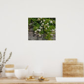 Perzikzijde Wild White Roses Poster (Keuken)