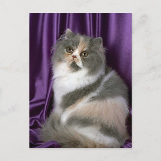 Perzisch, blauw, stropdas en wit briefkaart (Voorkant)