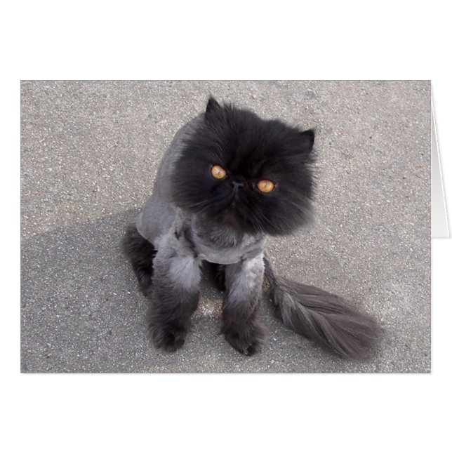 Perzisch kat  (Voorkant Horizontaal)