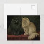 Perzisch Kat Briefkaart (Voorkant / Achterkant)