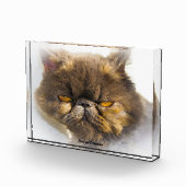 Perzisch kat fotoblokken (Rechts)