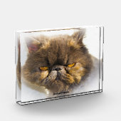 Perzisch kat fotoblokken (Links)