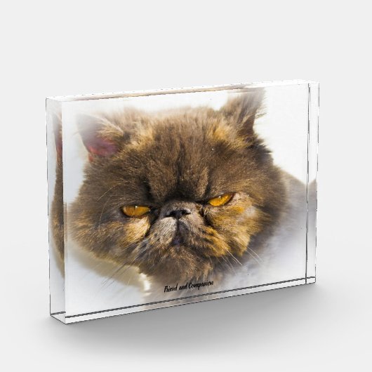 Perzisch kat fotoblokken (Links)