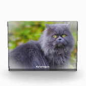 Perzisch kat fotoblokken (Voorkant)