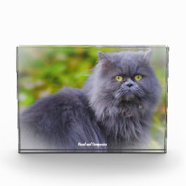 Perzisch kat fotoblokken