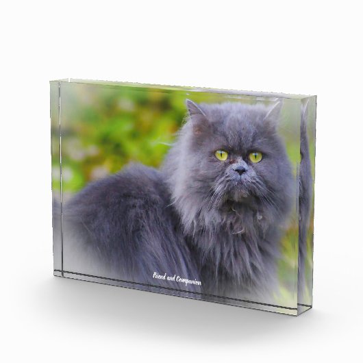 Perzisch kat fotoblokken (Rechts)