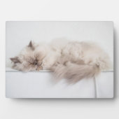 Perzisch kat fotoplaat (voorkant)