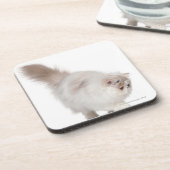 Perzisch kitten (3 maanden oud) drankjes onderzetter (Linkerzijde)