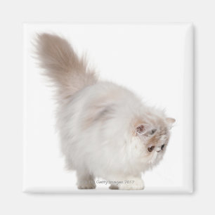 Perzisch kitten (3 maanden oud) magneet