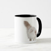 Perzisch kitten (3 maanden oud) mok (Voorkant rechts)