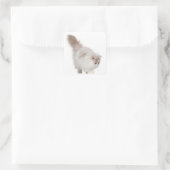 Perzisch kitten (3 maanden oud) vierkante sticker (Tas)