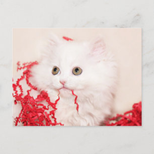 Perzisch kitten kerstmis feestdagenkaart