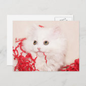 Perzisch kitten kerstmis feestdagenkaart (Voorkant / Achterkant)