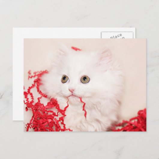 Perzisch kitten kerstmis feestdagenkaart (Voorkant / Achterkant)