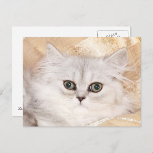 Perzisch kittengezicht briefkaart (Voorkant / Achterkant)