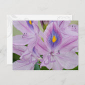 Perzisch Nieuwjaar Nowruz Waterhyacint Feestdagenkaart (Voorkant / Achterkant)