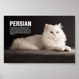 Perzisch/Shirazi Cat Breed Poster