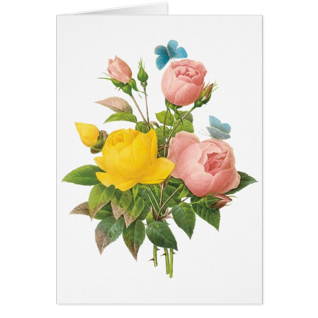  Perzische Gele Rozenthee Rozen van Redoute (Voorkant)