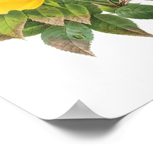 Perzische Gele Rozenthee Rozen van Redoute Poster (Hoek)