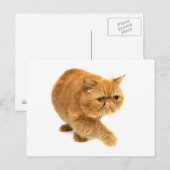 Perzische kat briefkaart (Voorkant / Achterkant)