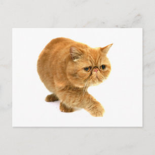 Perzische kat briefkaart