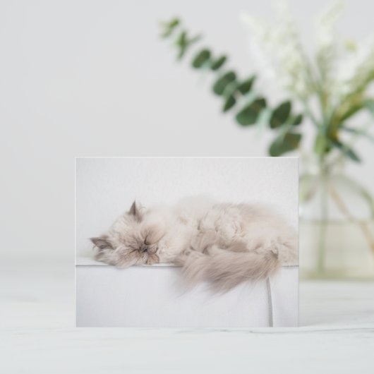 Perzische kat briefkaart (Staand voorkant)