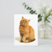 Perzische kat briefkaart (Staand voorkant)
