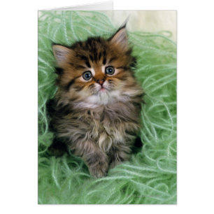 Perzische kat; een van de oudste kattenrassen.