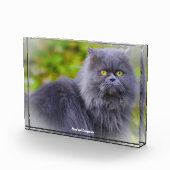 Perzische Kat Fotoblokken (Rechts)