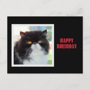 Perzische kat Happy Birthday Briefkaart