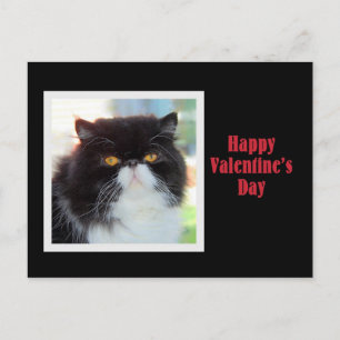 Perzische kat Happy Valentine's Day Feestdagenkaart