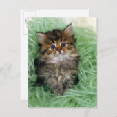 Perzische kat; is één van de oudste rassen van kat briefkaart (Voorkant / Achterkant)
