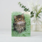 Perzische kat; is één van de oudste rassen van kat briefkaart (Staand voorkant)