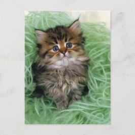 Perzische kat; is één van de oudste rassen van kat briefkaart