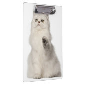 Perzische kat klembord (Rechts)