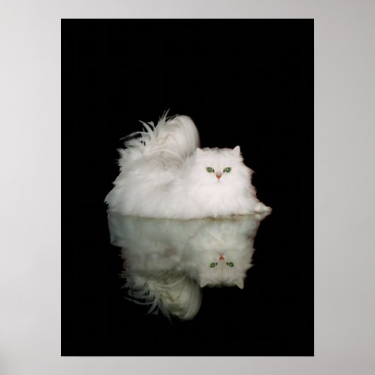 Perzische kat met jade groene ogen poster (Voorkant)