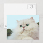 Perzische kat met jade ogen briefkaart (Voorkant / Achterkant)