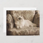 Perzische kat op een bank  stijl briefkaart (Voorkant / Achterkant)